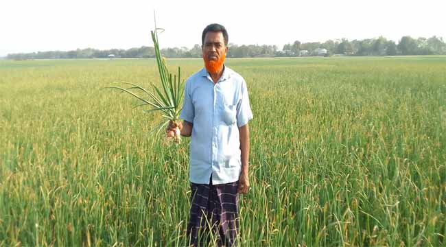 মধুখালীতে বিষ প্রয়োগ করে ৩২ পাকি পেঁয়াজ বিনষ্ট
