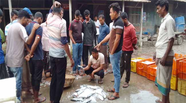 কামারখালী আড়তে ইলিশের দাম কমলেও মিলছে না পাইকের